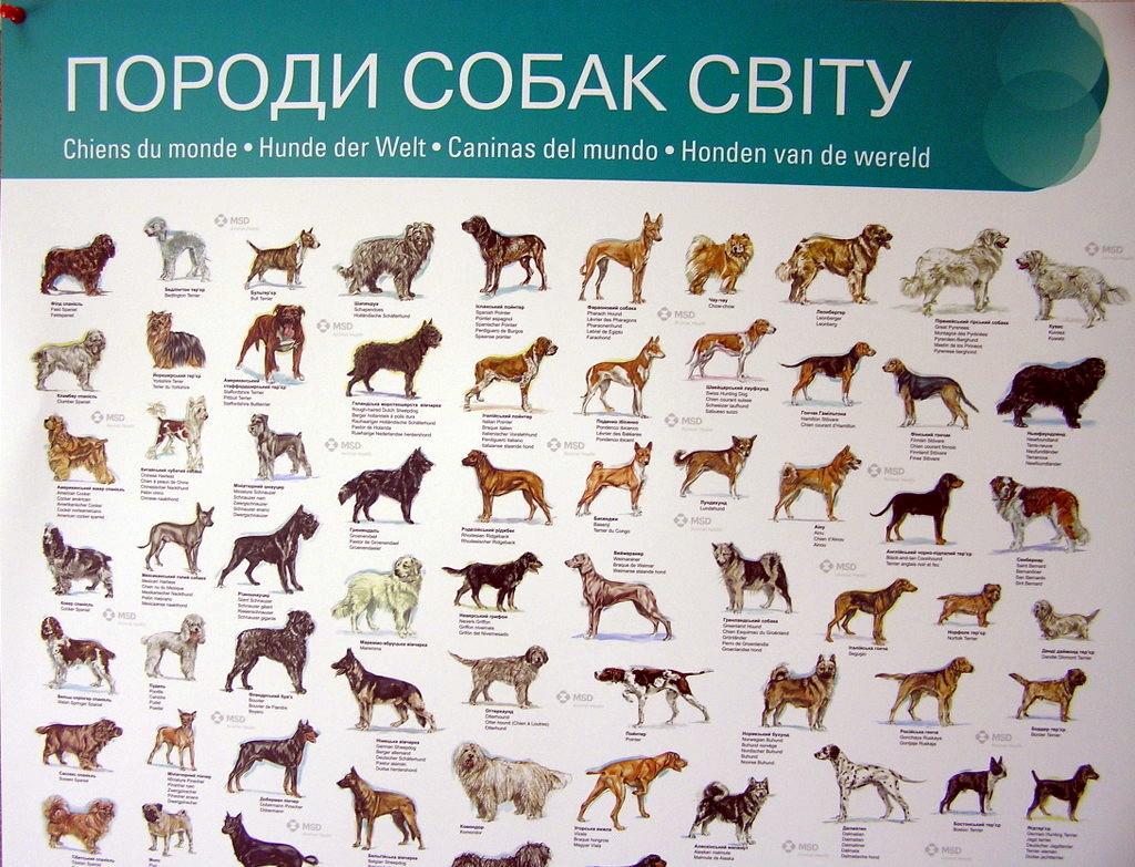 Изготовление плакатов «Породи собак світу». Полиграфия типографии Макрос, изготовление плакатов, спецификация 959998-2
