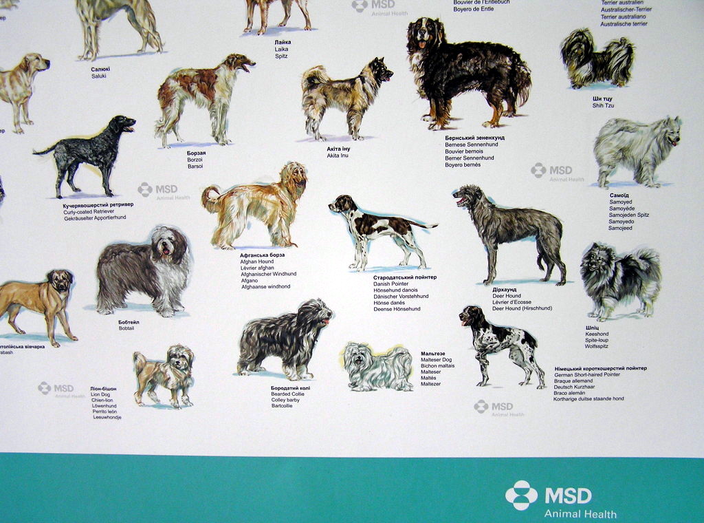 Изготовление плакатов «Породи собак світу». Полиграфия типографии Макрос, изготовление плакатов, спецификация 959998-4