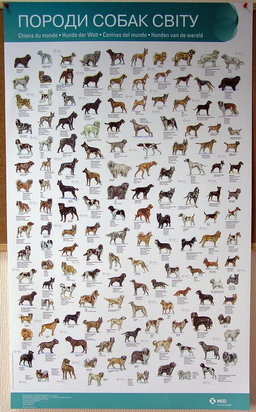 Печать постеров «Породи собак світу». Полиграфия типографии Макрос, изготовление постеров, спецификация 980998-1
