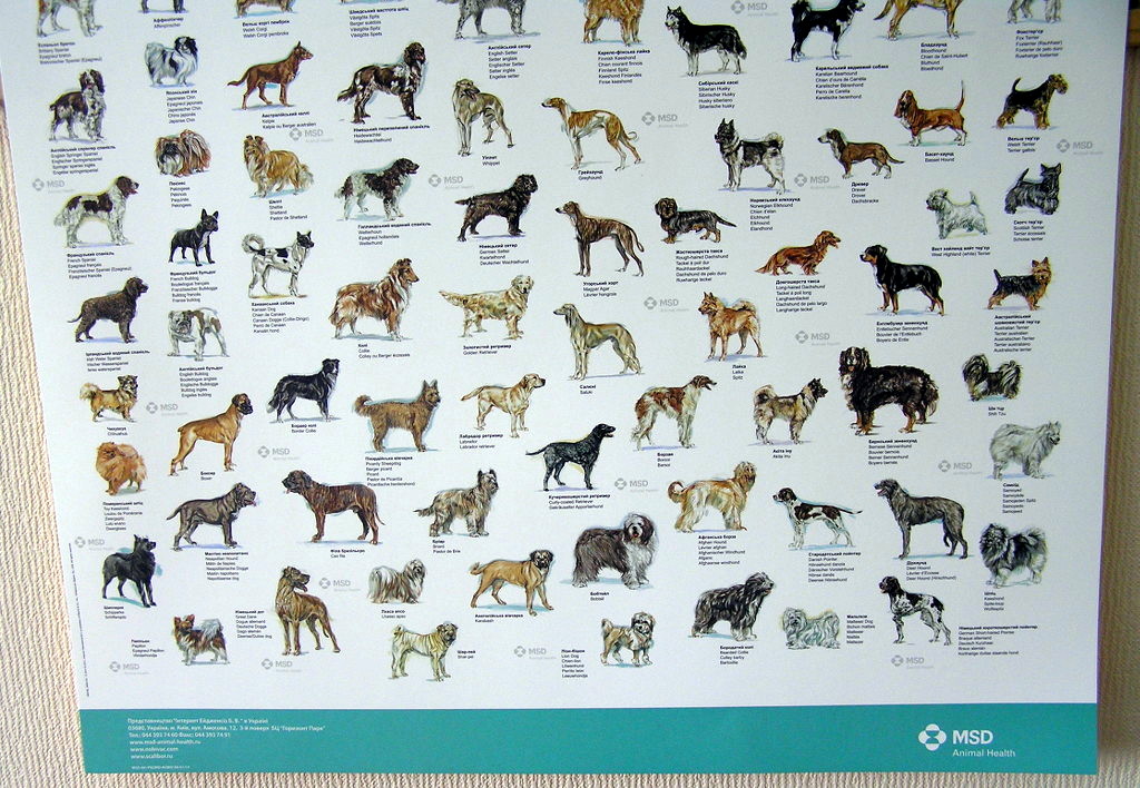Печать постеров «Породи собак світу». Полиграфия типографии Макрос, изготовление постеров, спецификация 980998-3