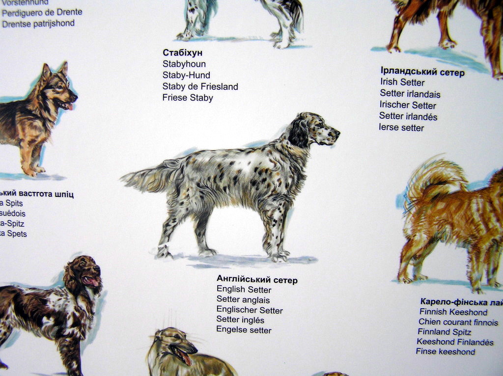 Печать постеров «Породи собак світу». Полиграфия типографии Макрос, изготовление постеров, спецификация 980998-5